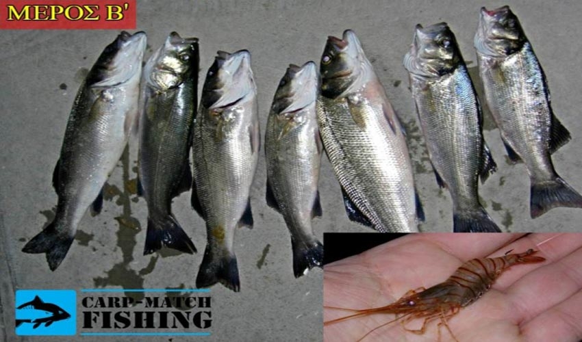 Match fishing με waggler φελλό: To ψάρεμα του λαβρακιού με ζωντανή γαρίδα (Μέρος 2ο)