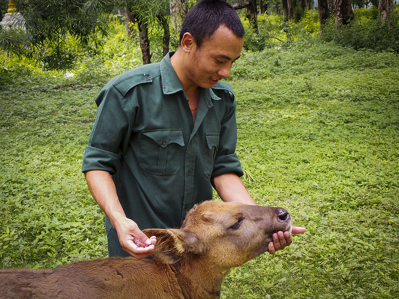 Ranger_feeds_rescued_Gaur_calf.jpg