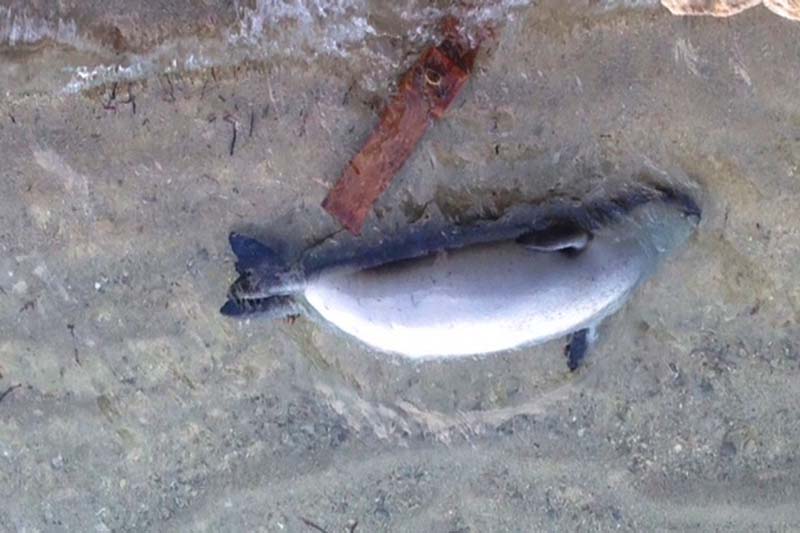 Dead-Seal-Kefalonia.jpg