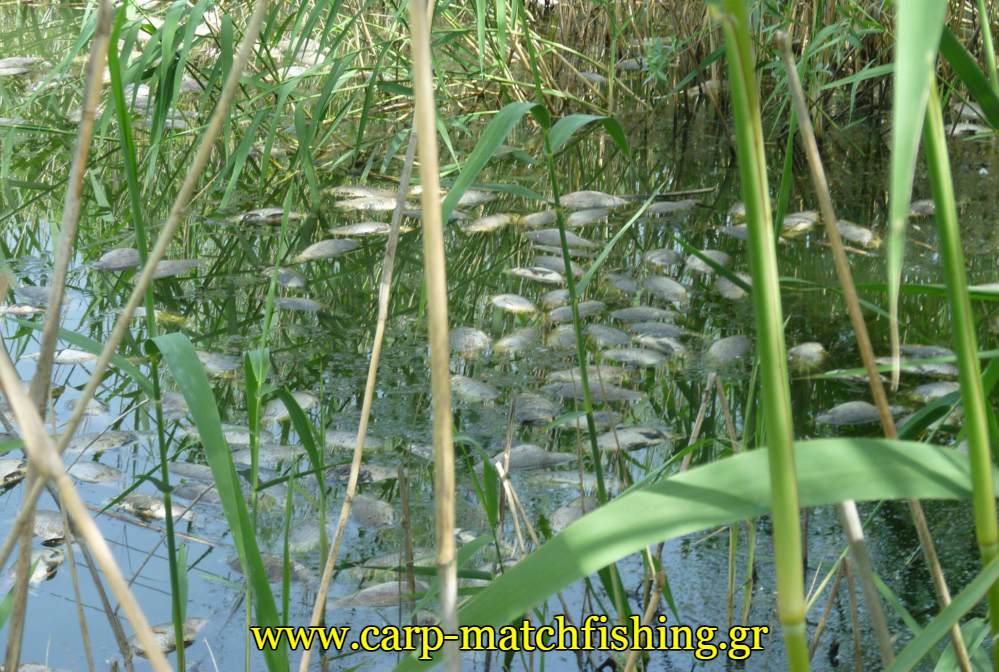 nekra-psaria-carpmatchfishing.jpg