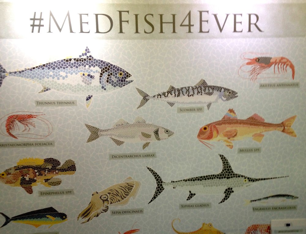 Med4fish2.jpg