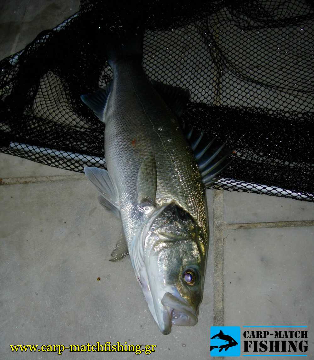 lavraki matchfishing garida apoxi carpmatchfishing