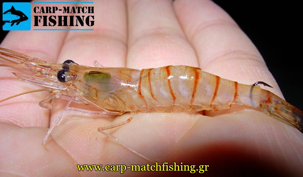 dolomeni zontani garida matchfishing psarema eggleziko carpmatchfishing