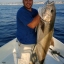 kostas