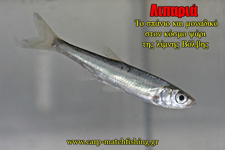 liparia-to-spanio-psari-tis-limnis-volvis-carpmatchfishing.jpg