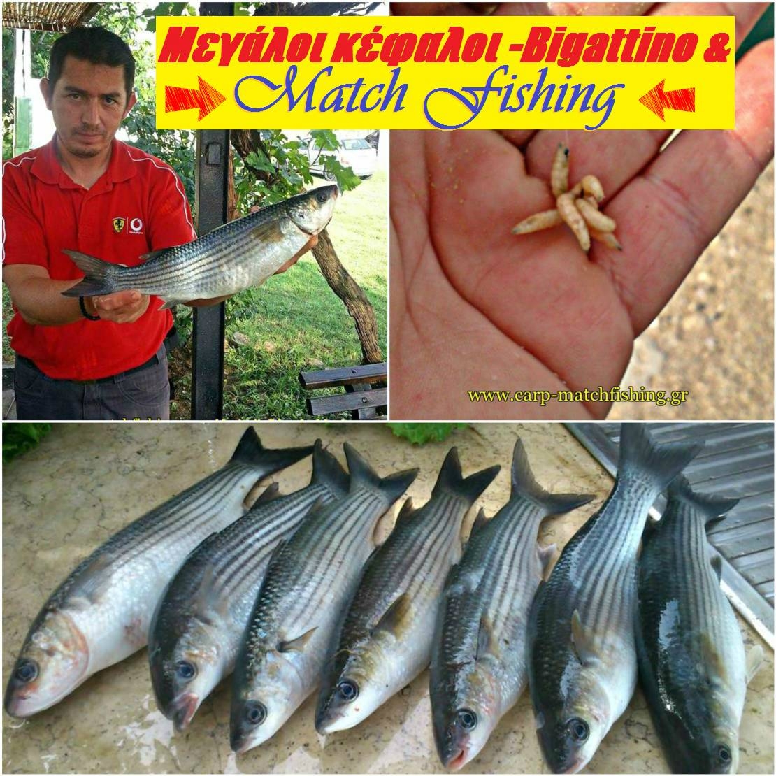 To ψάρεμα του μεγάλου κέφαλου με bigattino και Match Fishing