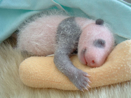 babypanda2.jpg
