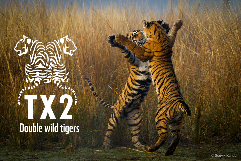 tx2_image___wild_adolescent_tigers__india___souvik_kundu_.jpg