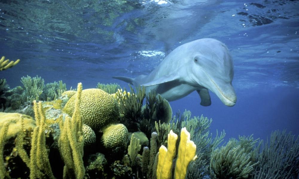 dolphin_belize_naturepl.com_doug_perrinne_wwf_canon.JPG?1359066165