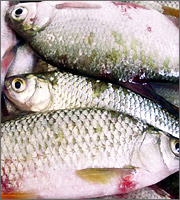 fish272-b