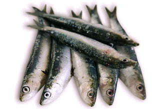 sardela0