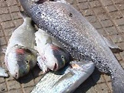 deadfish