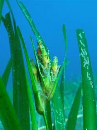 posidonia
