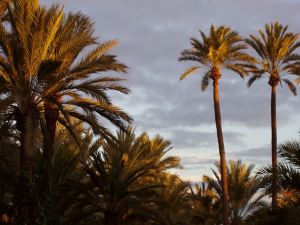 alroadpalm