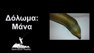 Δόλωμα: Μάνα/Νοτιάς/Τσουτσούνι