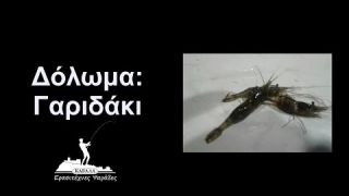 Δόλωμα: Γαριδάκι
