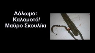 Δόλωμα: Καλαμοτό/Μαυρο