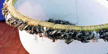 Η τέχνη του παραγαδιού