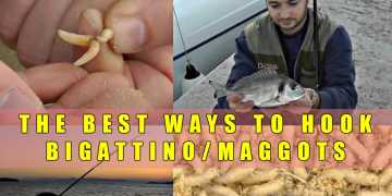 Video: Οι καλύτερες δολωσιές με προνύμφη μύγας - biggatino / maggots